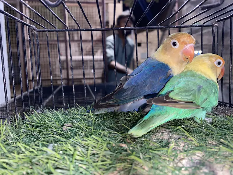 Fency matki and lovebirds — photo 3