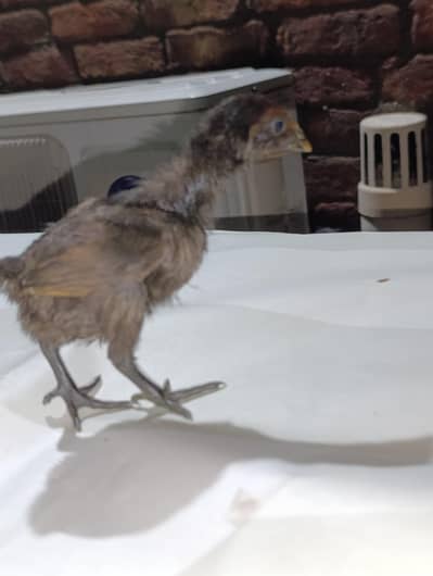 blue dragon  chicks for sale