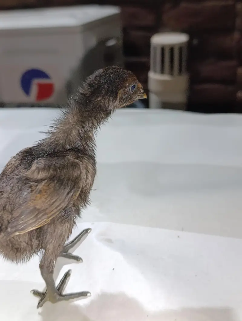 blue dragon  chicks for sale — photo 2