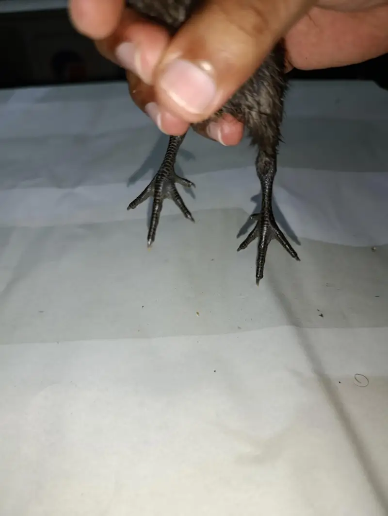 blue dragon  chicks for sale — photo 4