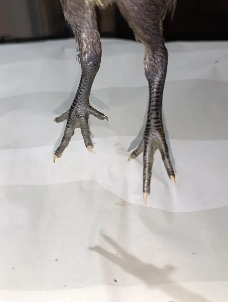 blue dragon  chicks for sale — photo 10