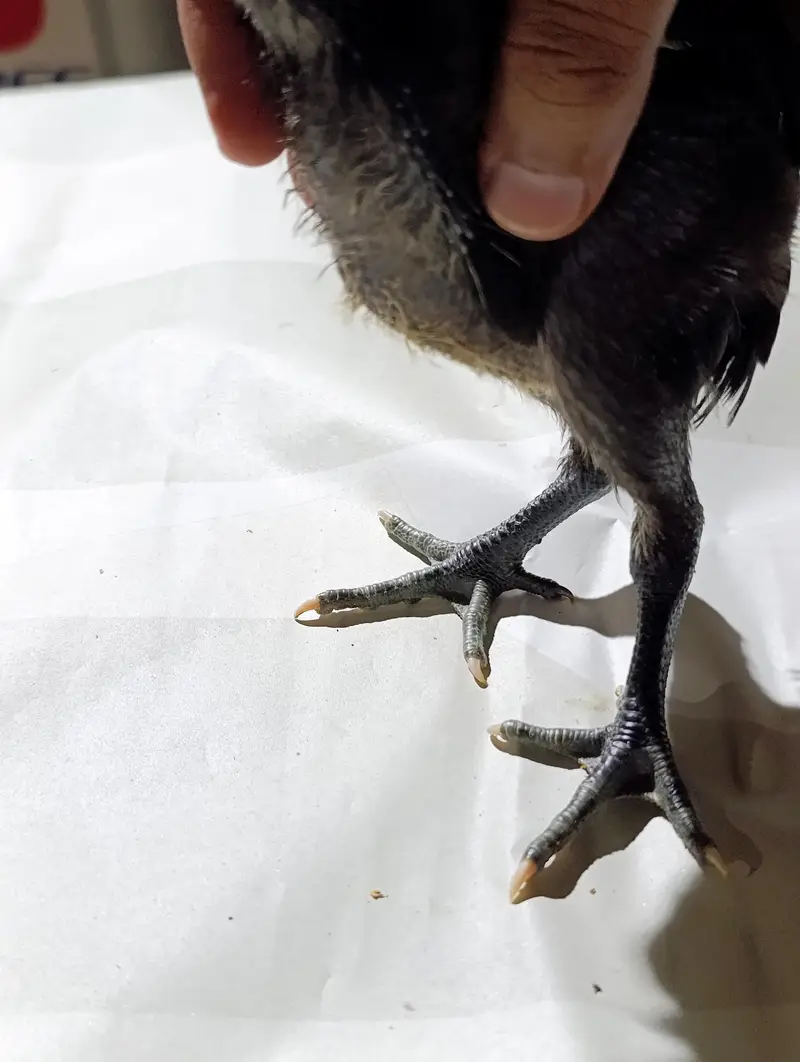 blue dragon  chicks for sale — photo 11