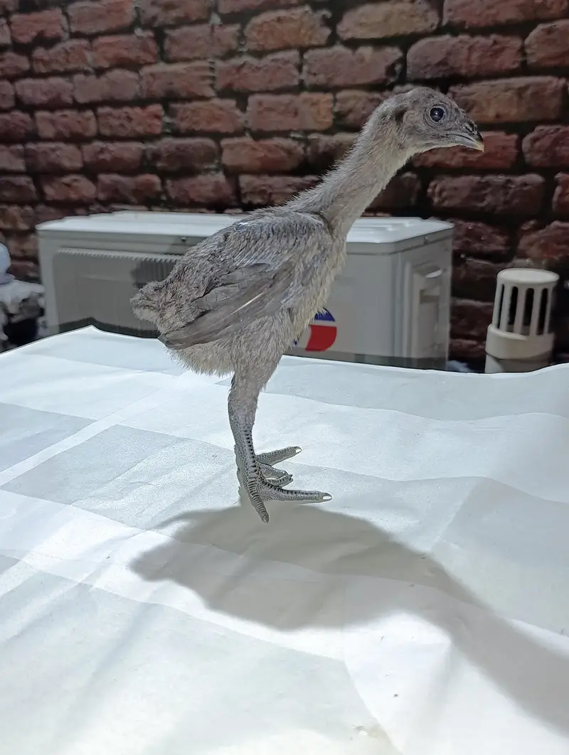 blue dragon  chicks for sale — photo 12