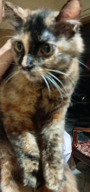 PERSIAN MIX CAT