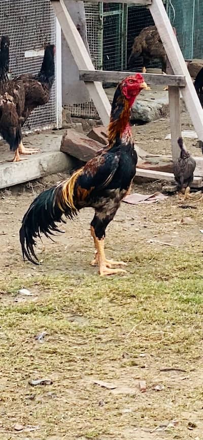 German Shamoo eggs / chicks/ breeders