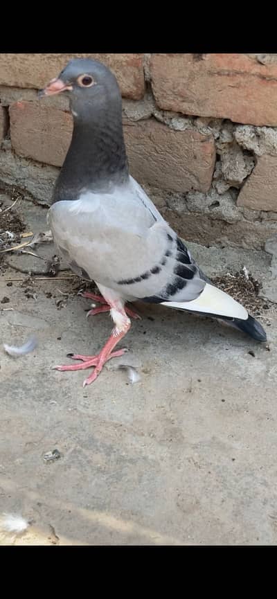 Racer birds