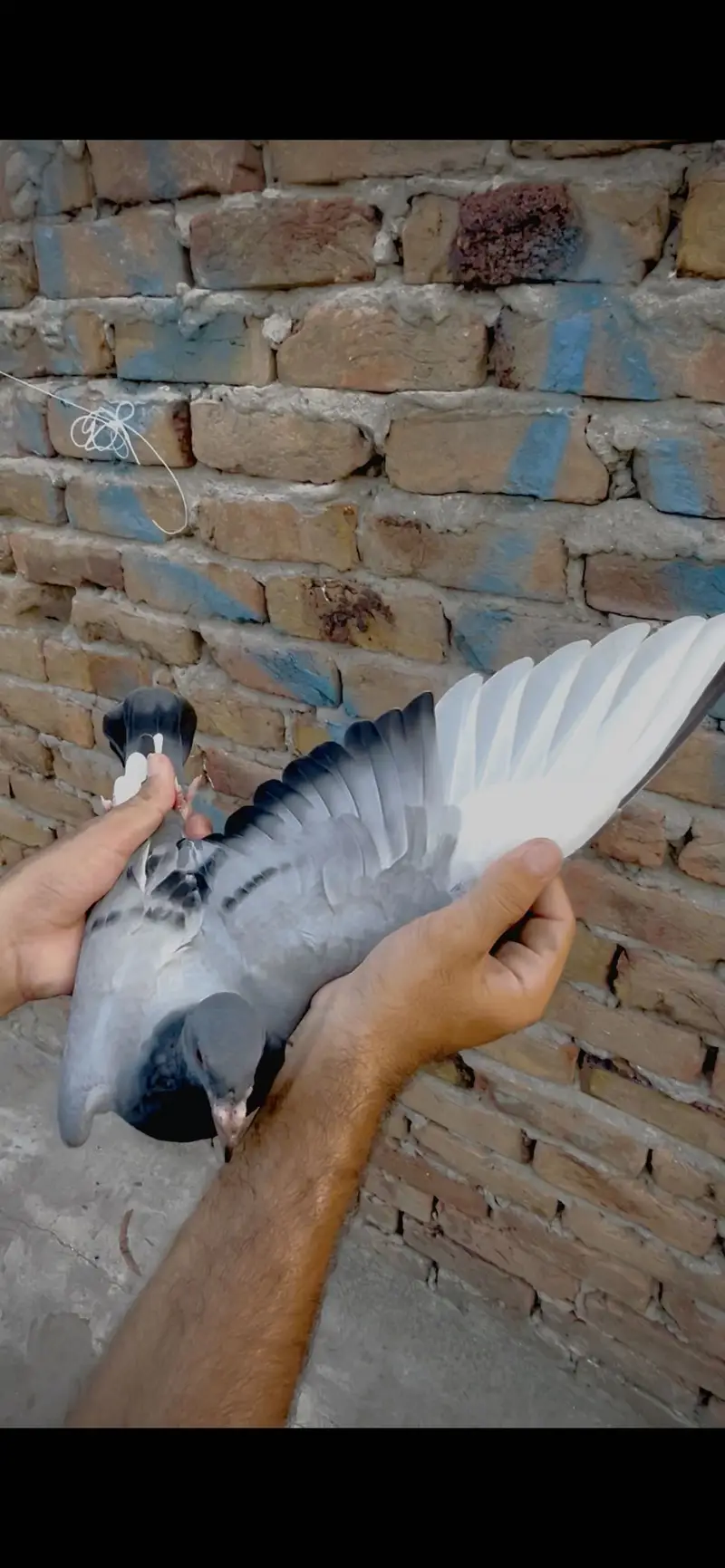 Racer birds — photo 2