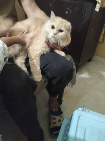 Persian cat