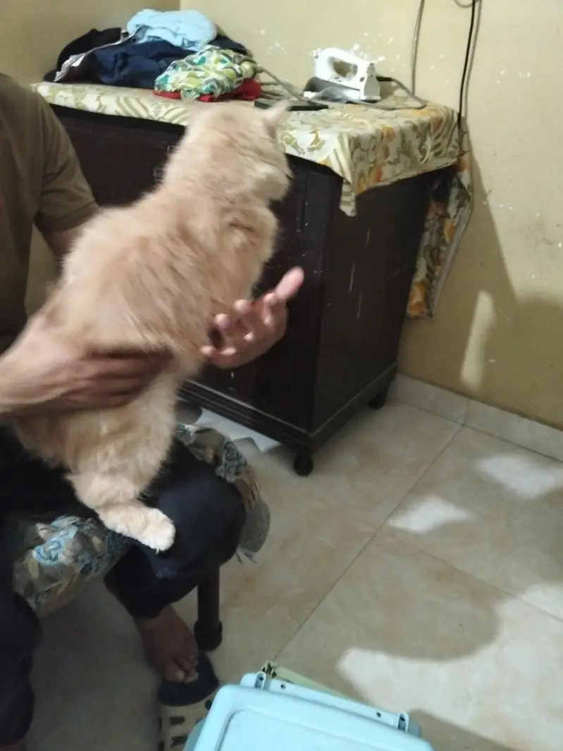 Persian cat — photo 2