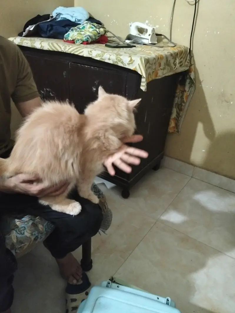 Persian cat — photo 3