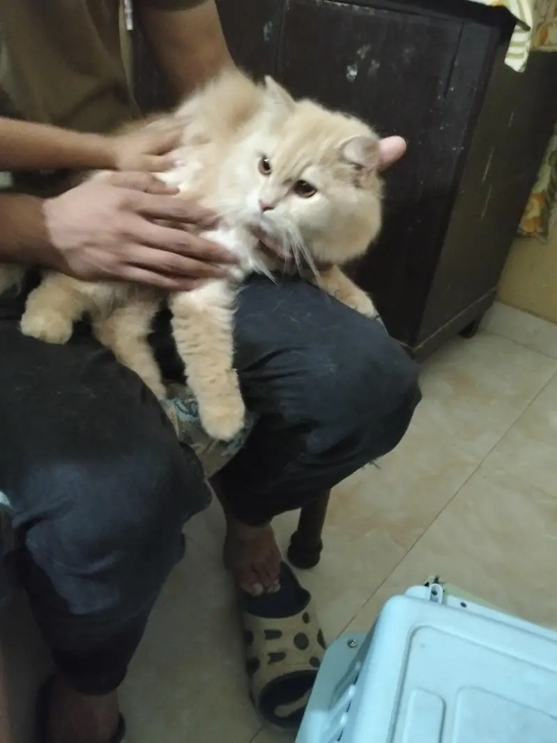Persian cat — photo 4