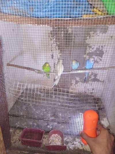 2 pair of budgies