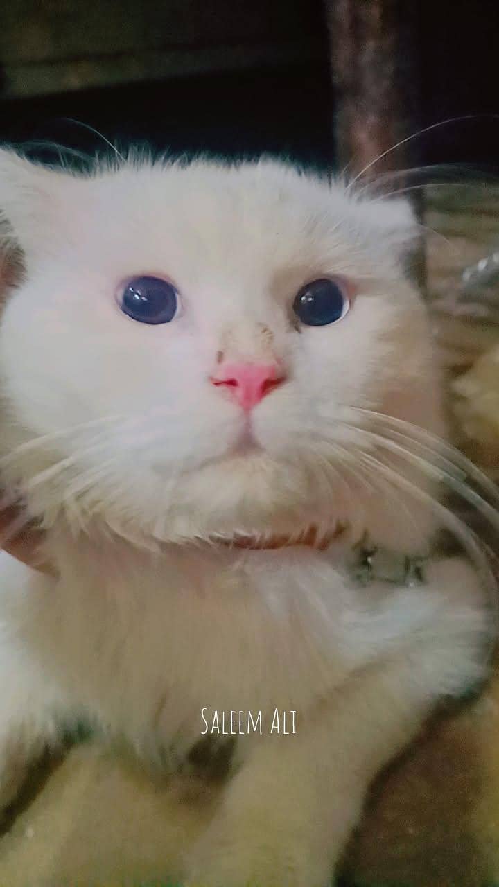 Russian cat 0
