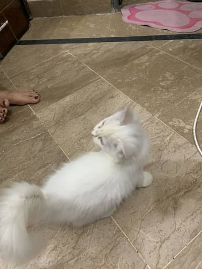 White persian