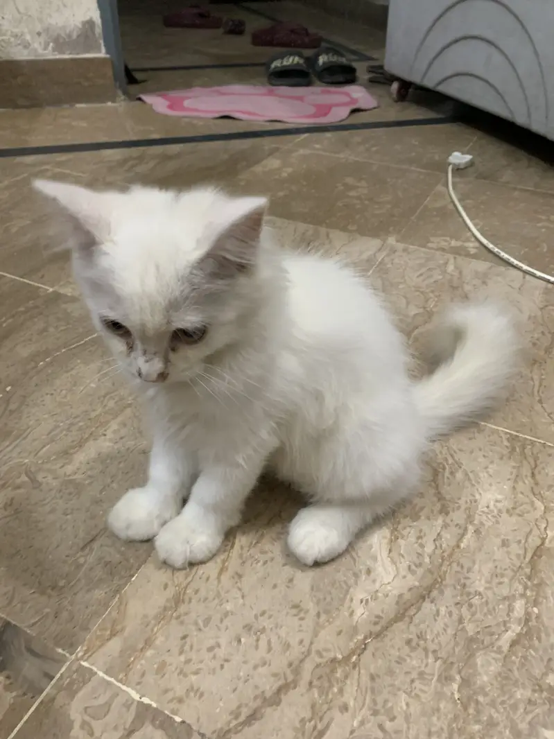 White persian — photo 2