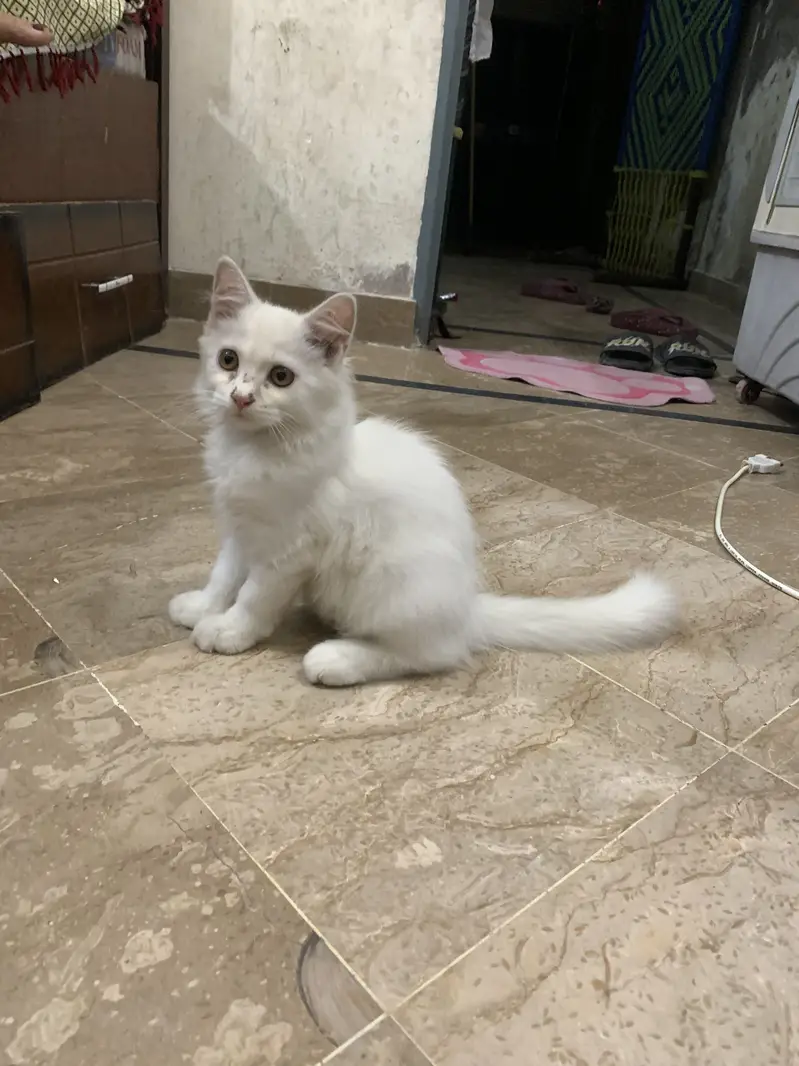 White persian — photo 3