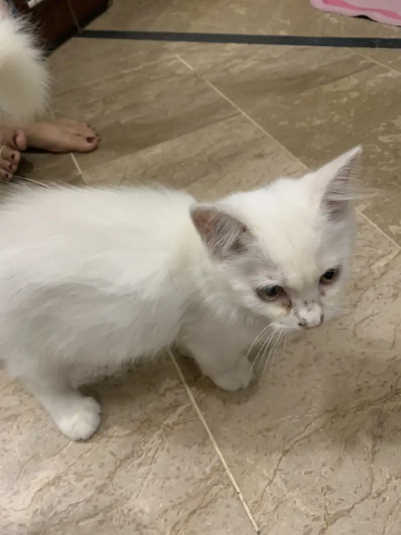 White persian — photo 4