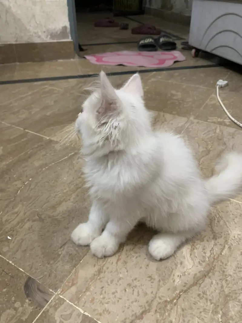 White persian — photo 5