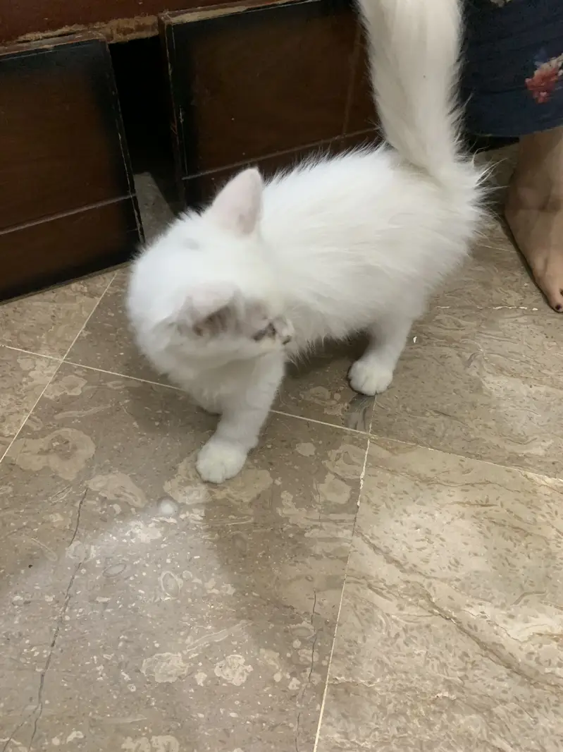 White persian — photo 6