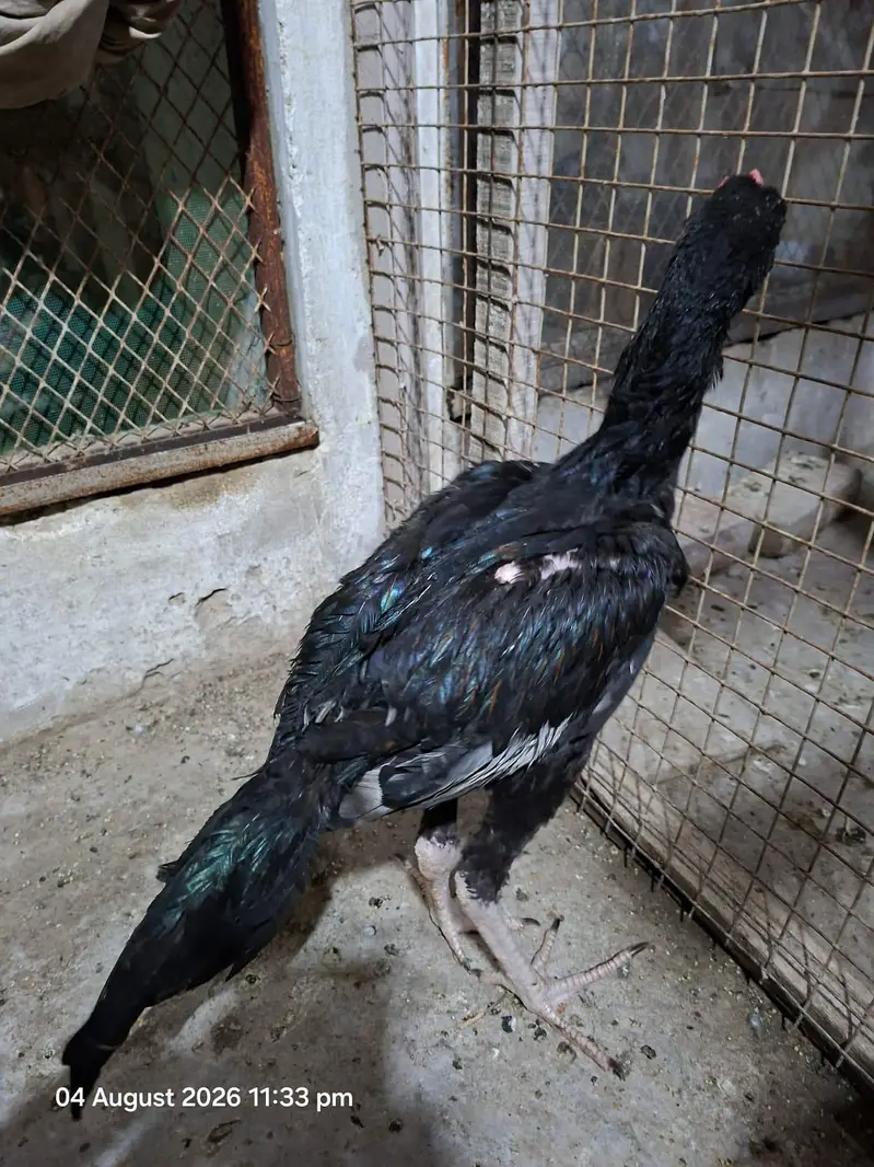 Aseel patty — photo 3