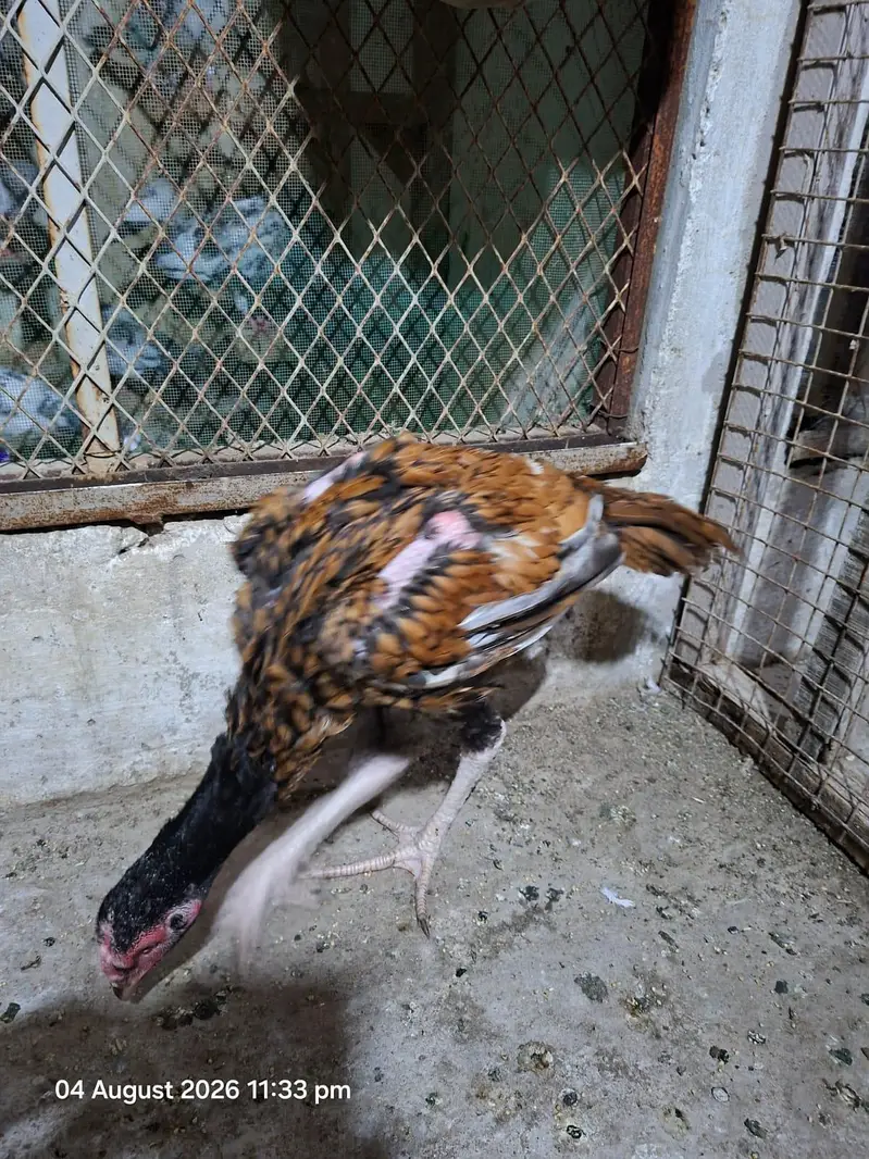Aseel patty — photo 4