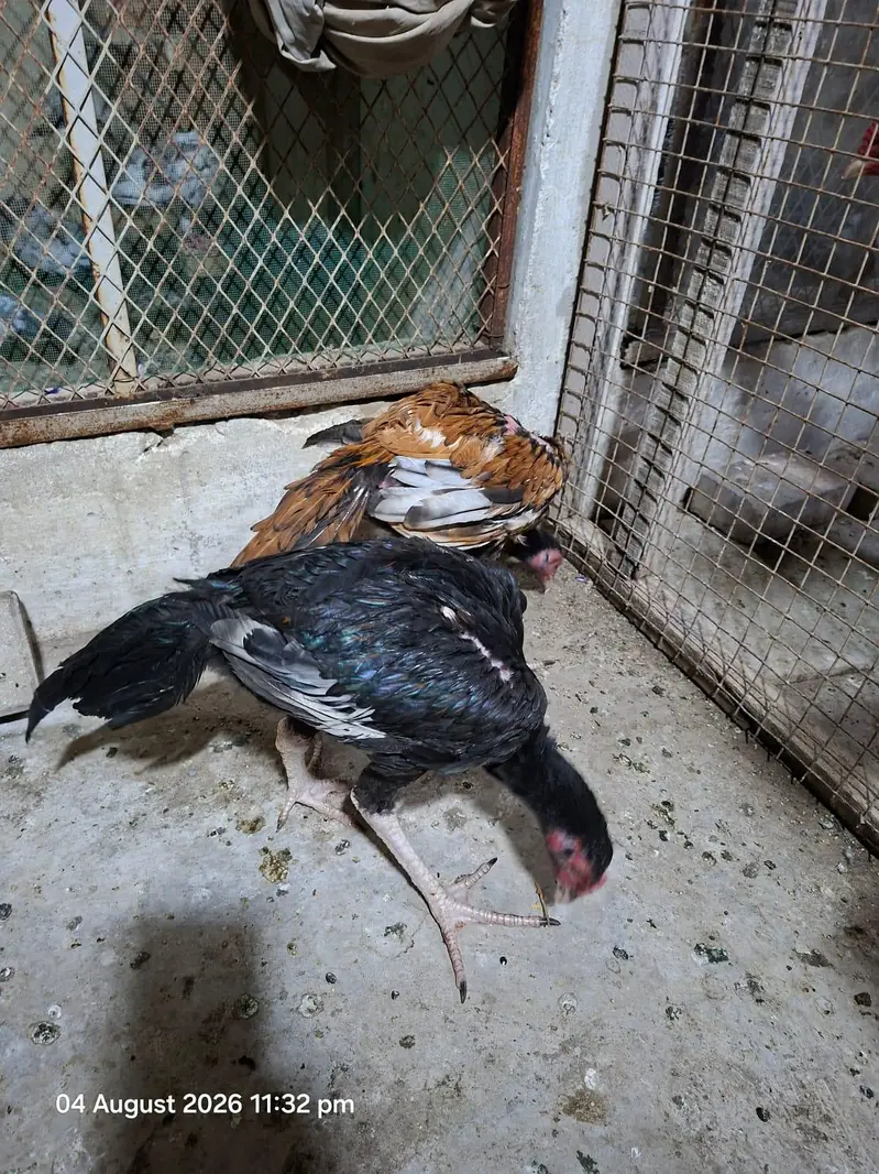 Aseel patty — photo 5