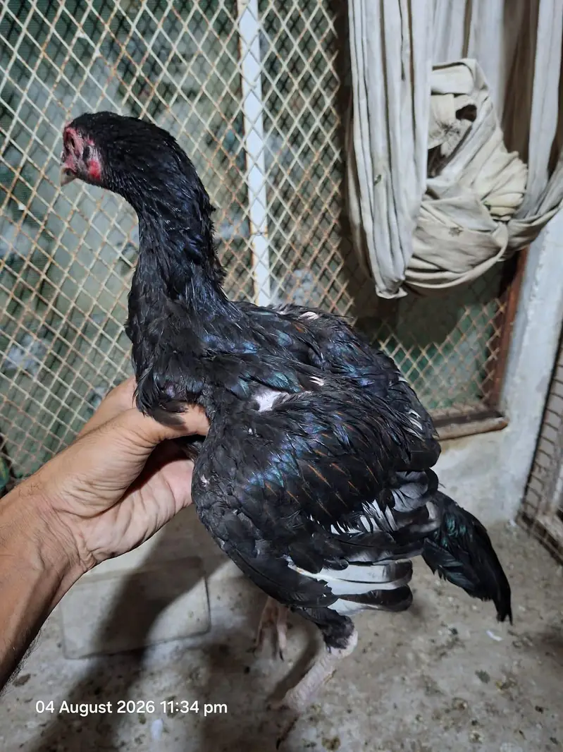 Aseel patty — photo 6