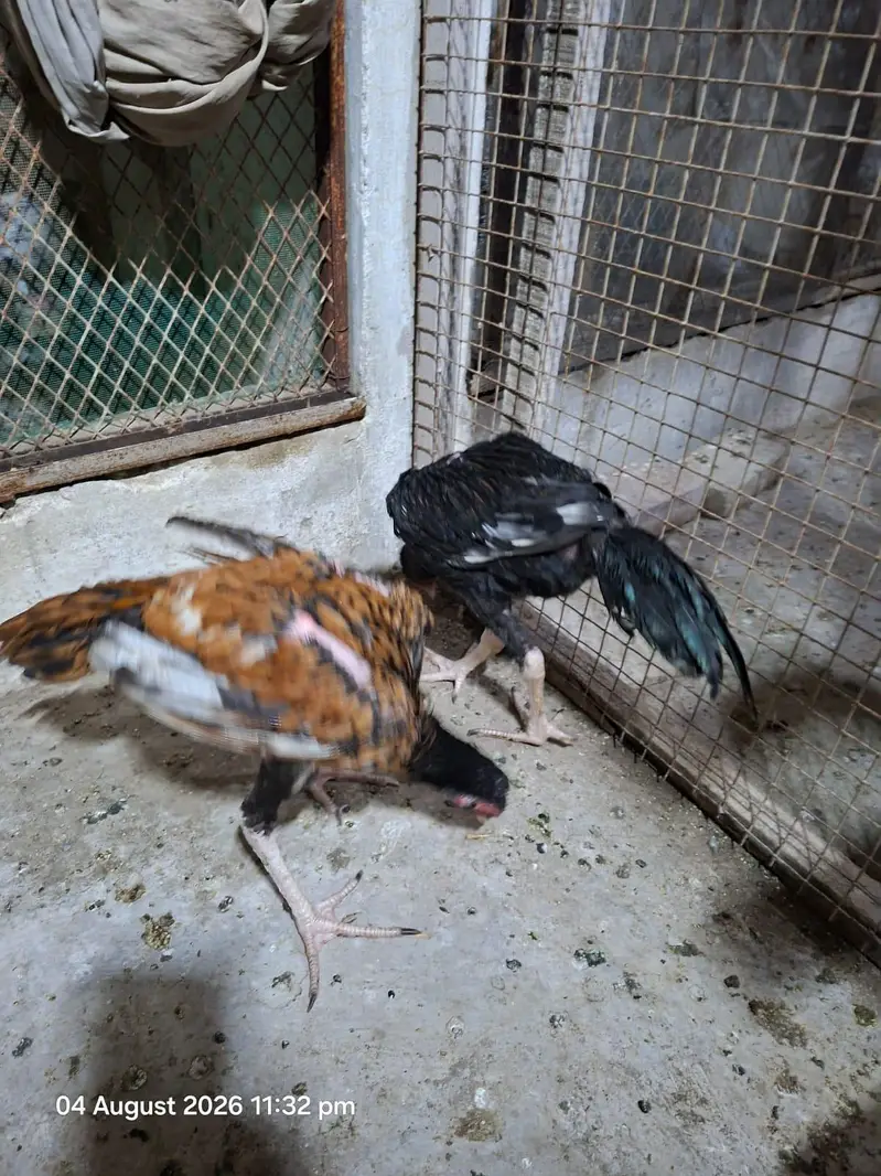 Aseel patty — photo 10