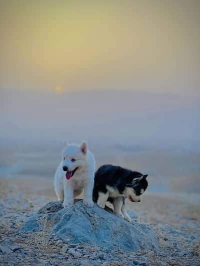 ALaskan husky