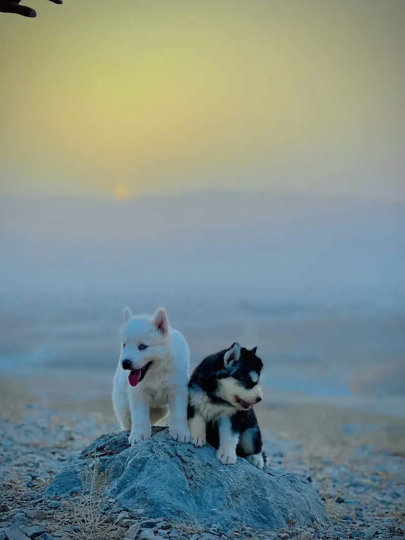 ALaskan husky — photo 2