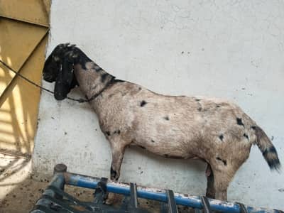 3 bakriyeah 1 bakra