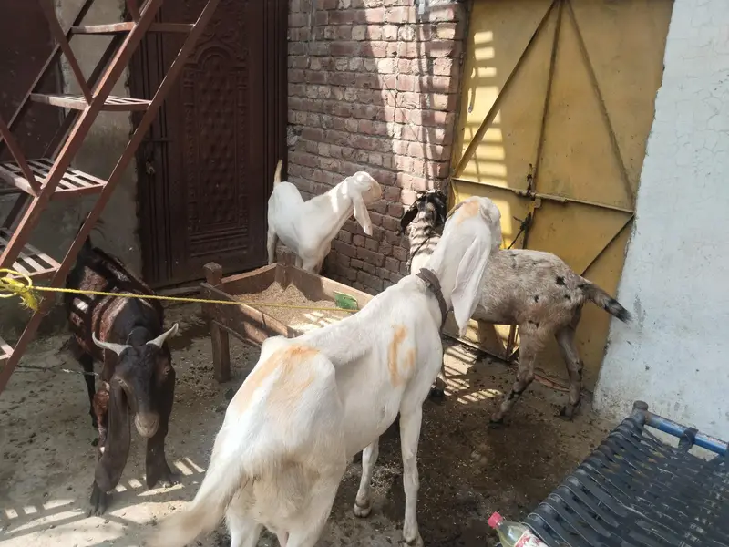 3 bakriyeah 1 bakra — photo 3