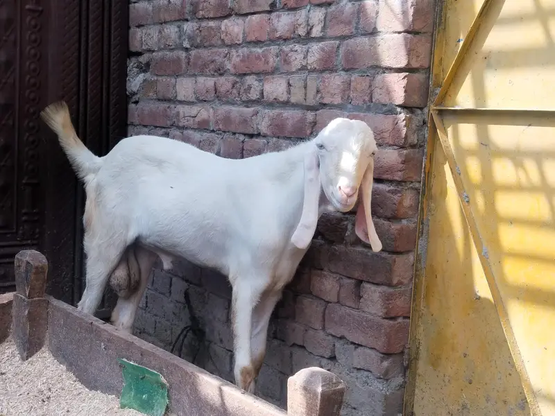 3 bakriyeah 1 bakra — photo 4