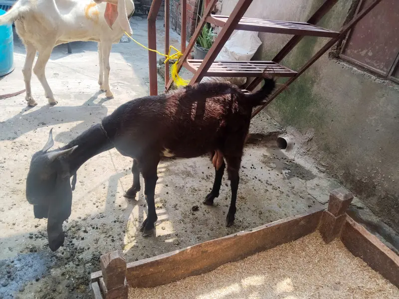 3 bakriyeah 1 bakra — photo 5