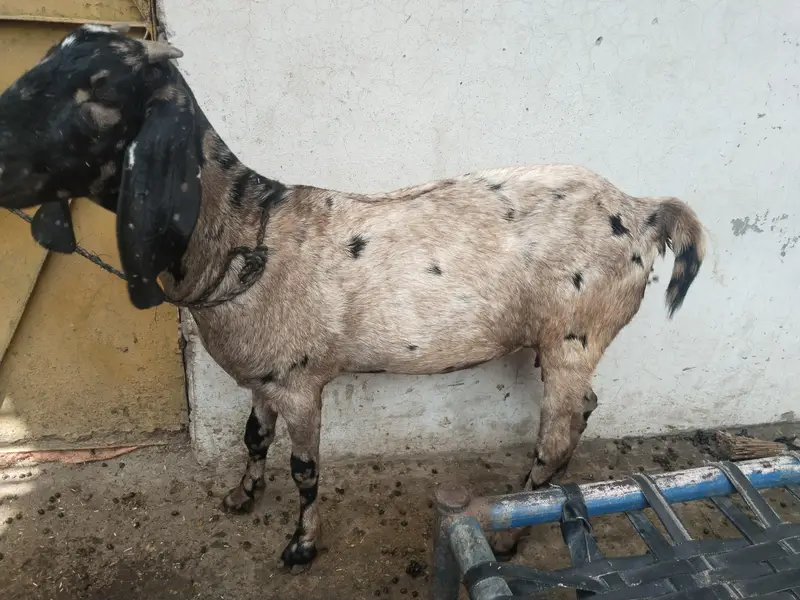 3 bakriyeah 1 bakra — photo 6