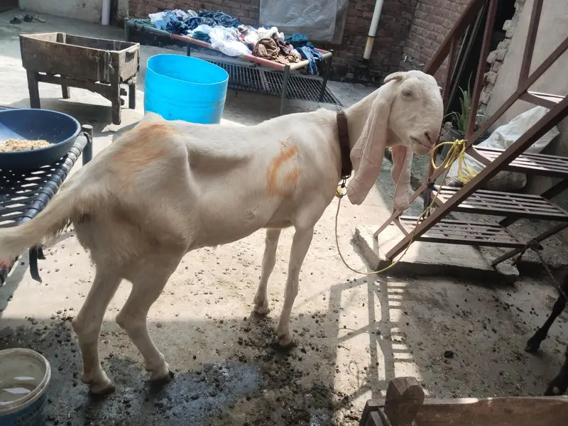 3 bakriyeah 1 bakra — photo 8