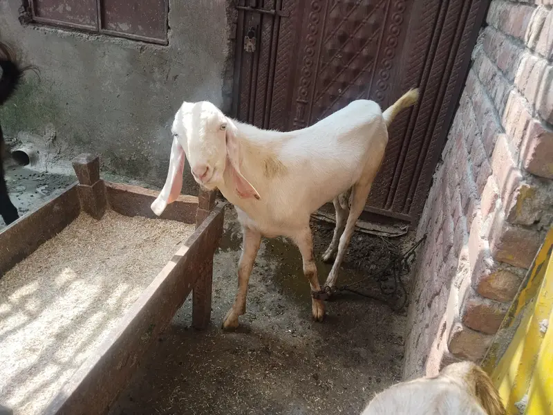 3 bakriyeah 1 bakra — photo 9