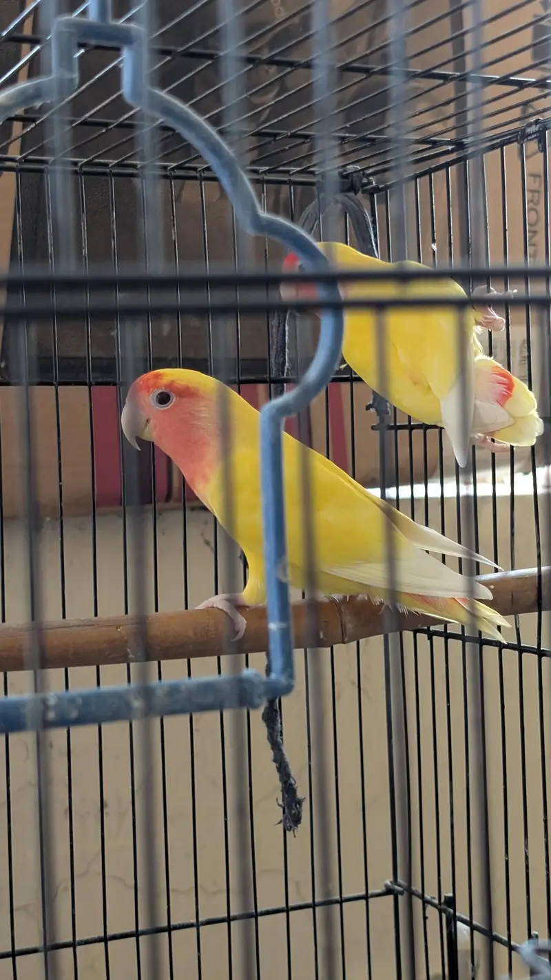 one pair lutino and single parblue male also available if you want — photo 2