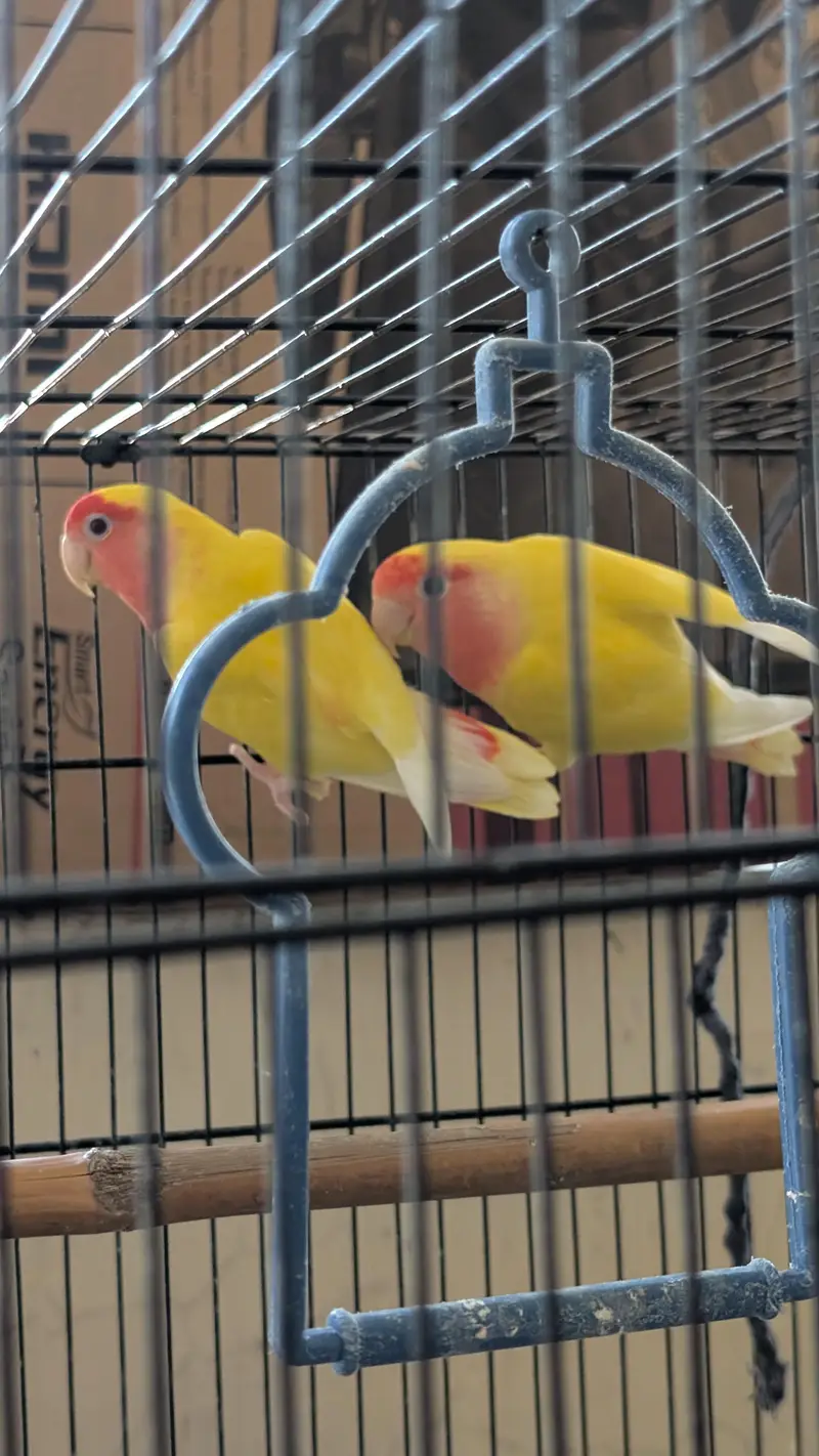 one pair lutino and single parblue male also available if you want — photo 3
