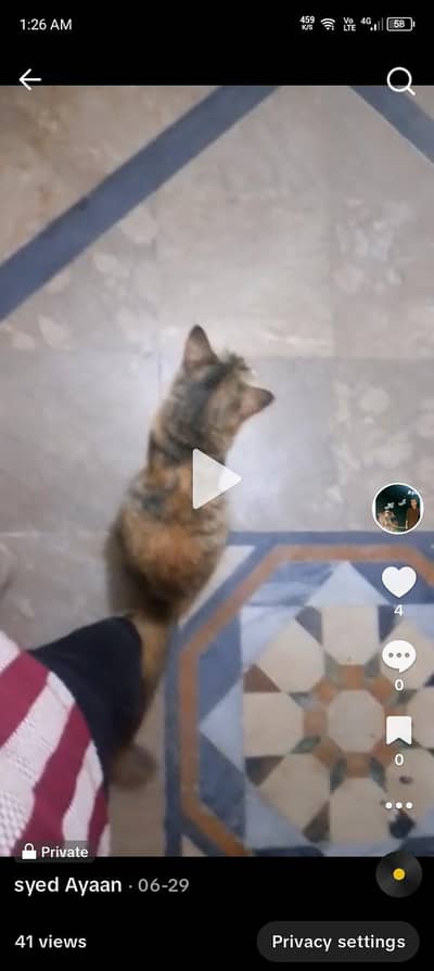ache cat hai