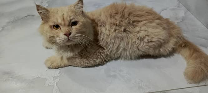 mail cat for sale 03064336487
