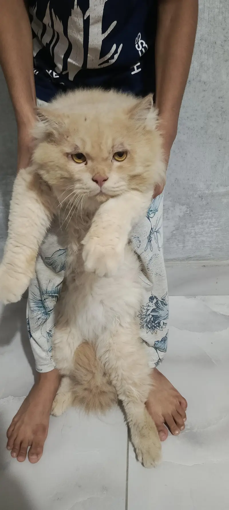 mail cat for sale 03064336487 — photo 3