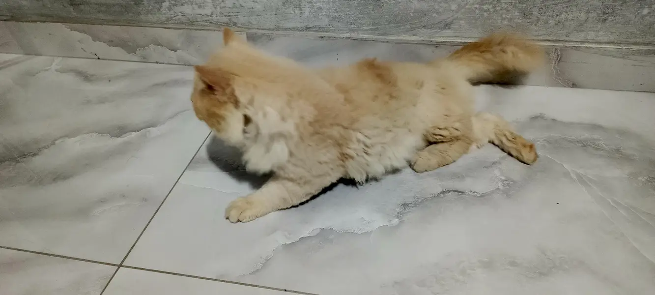 mail cat for sale 03064336487 — photo 4