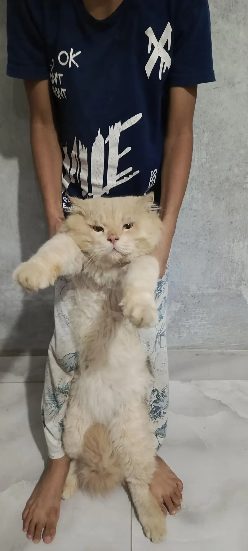 mail cat for sale 03064336487 — photo 5
