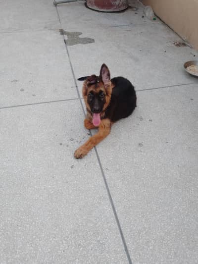 German Shepherd