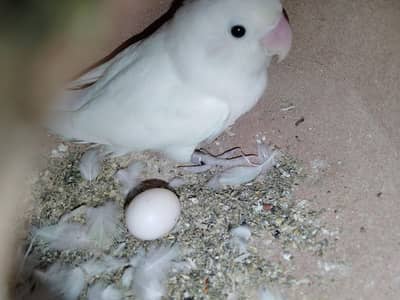 albino pair