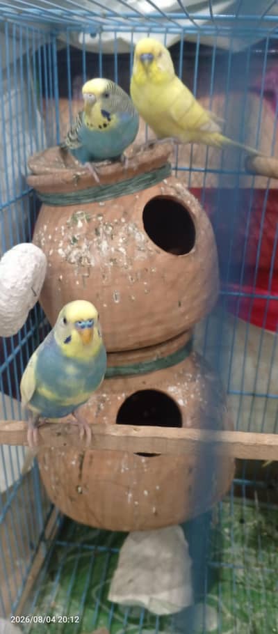 Budgies Breeder Pair Available