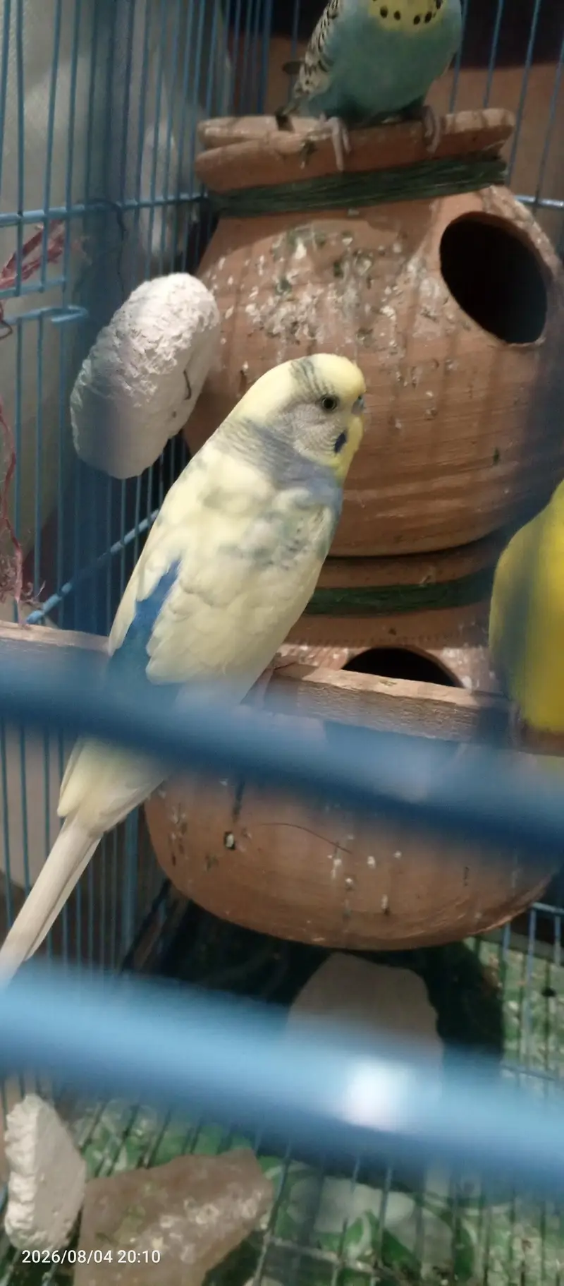 Budgies Breeder Pair Available — photo 3