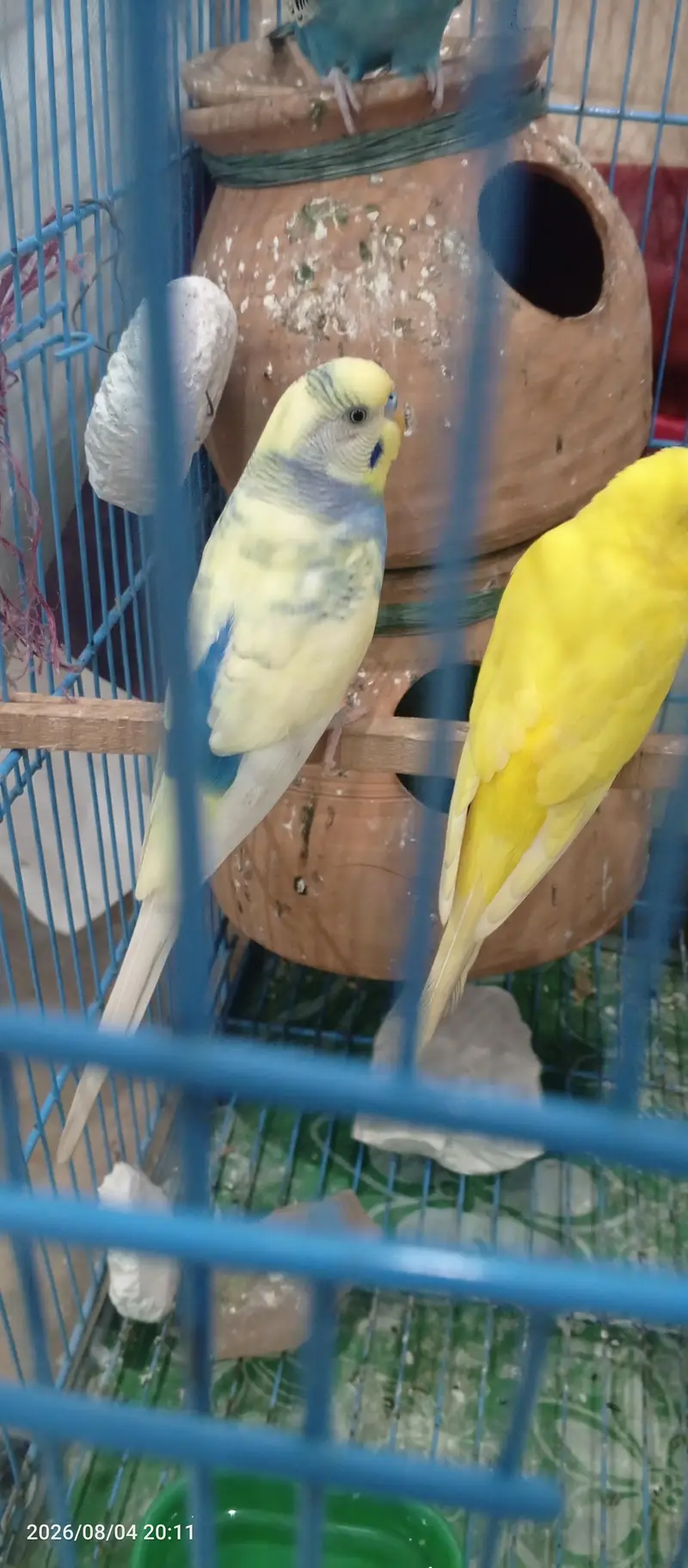 Budgies Breeder Pair Available — photo 4