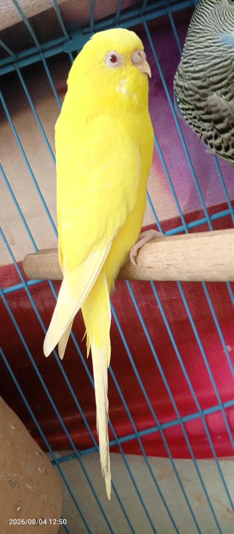 Budgies Breeder Pair Available — photo 6